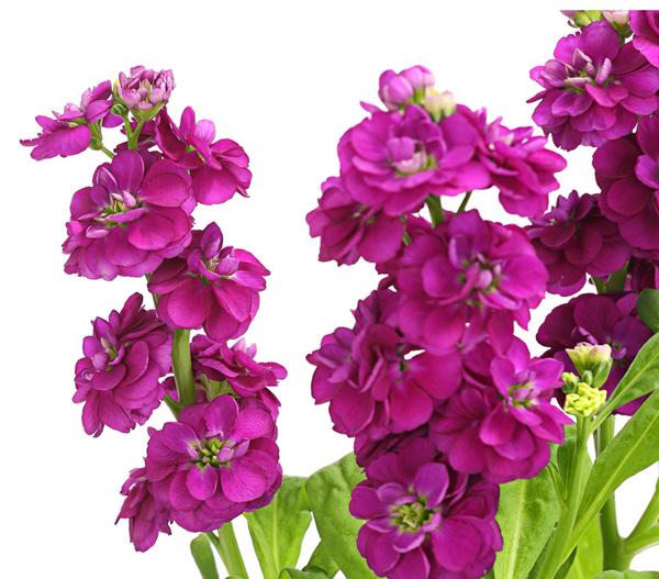 Levkoje, verschiedene Farben