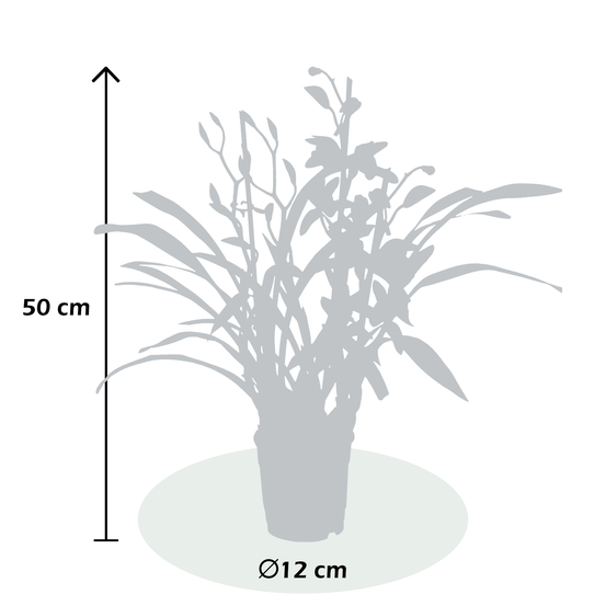 CYMBIDIUM TIGER TAIL 3 TIGES D12 H50