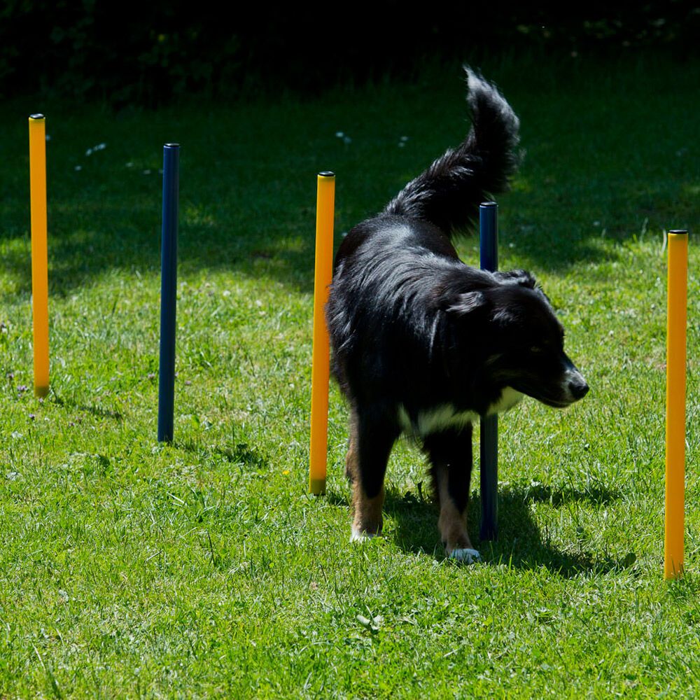 Schecker Top Agility Set für alle Neueinsteiger! - Tunnel Hürde Slalomstangen ect.