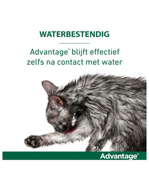 Advantage Kat 4 pip - Anti vlooienmiddel