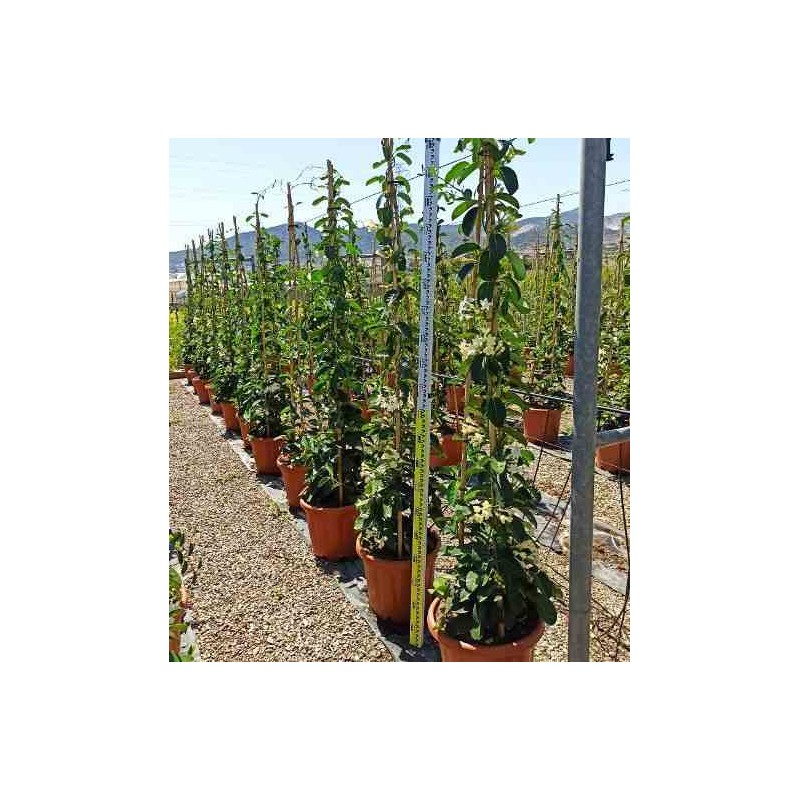 Stephanotis floribunda (jasmin de madagascar) taille pot de 25l- 125/150cm