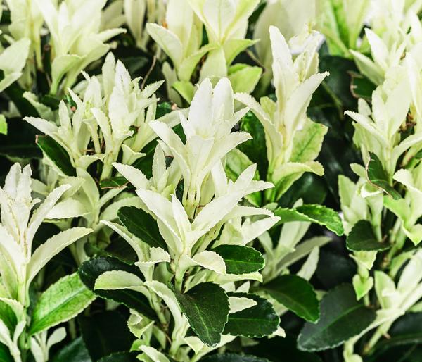 Spindelstrauch 'Paloma Blanca'