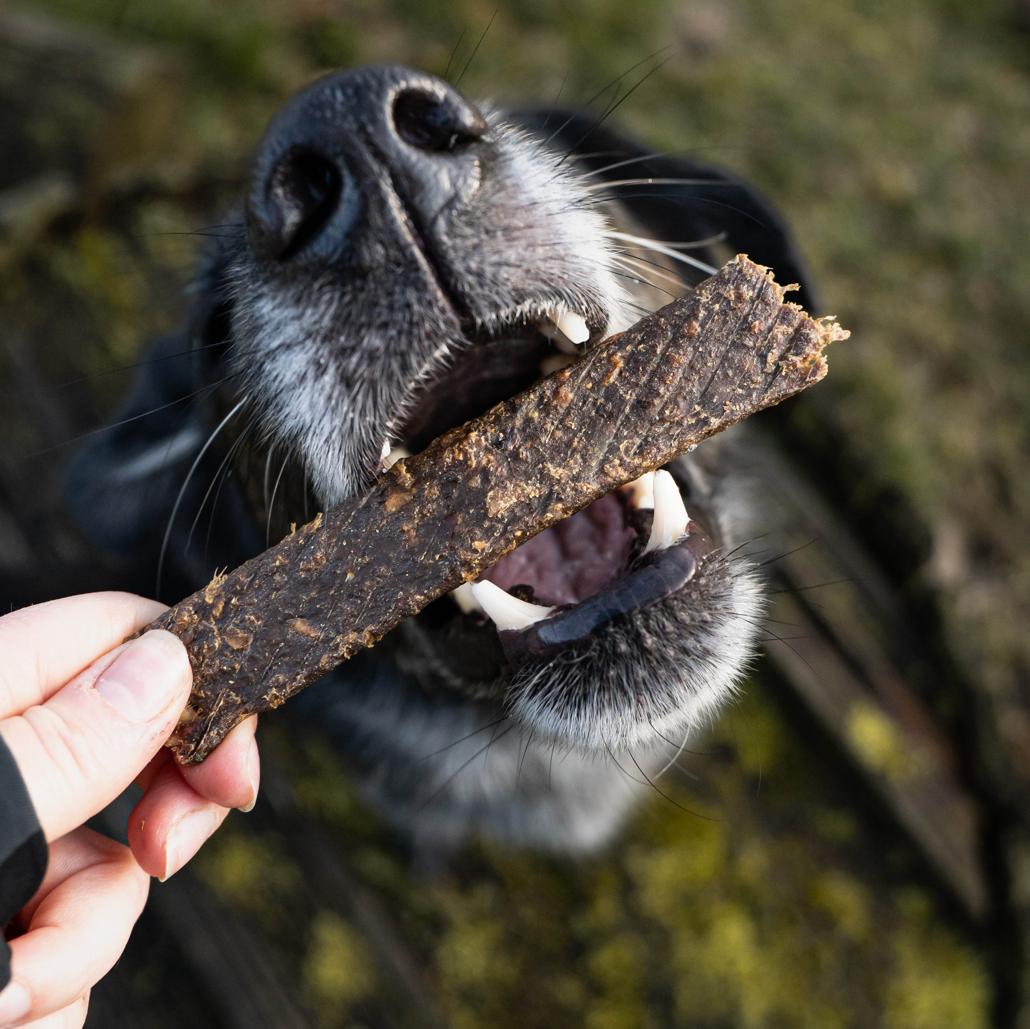 Snack pour chiens - lanières de viande de chèvre - fleischstreifen ziege - 100g