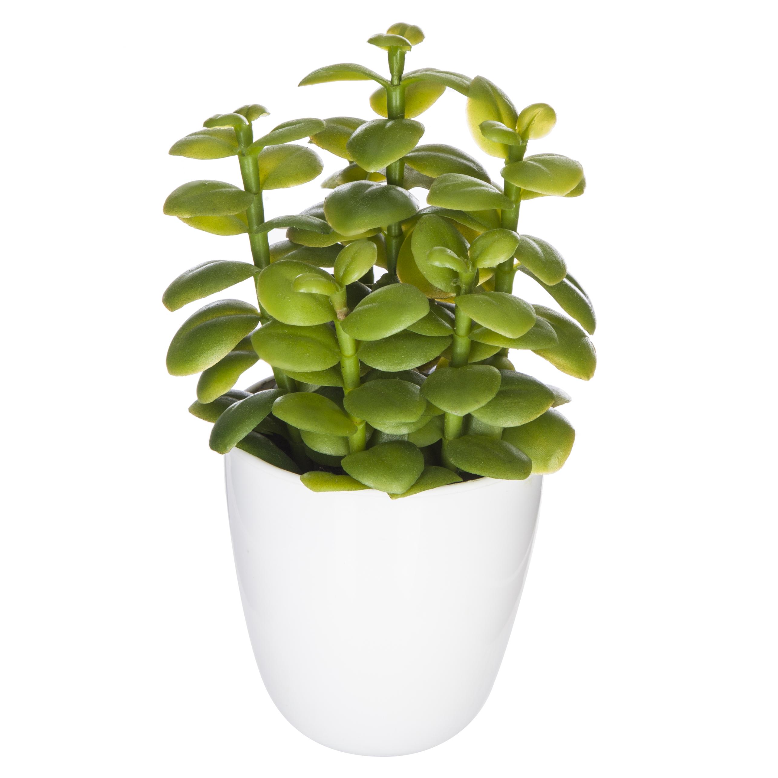SUCCULENTE CACTUS H.18CM