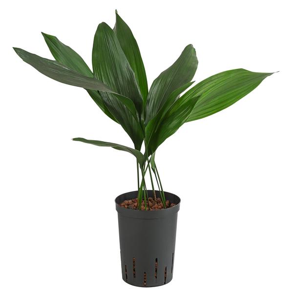 Schusterpalme - Aspidistra elatior,