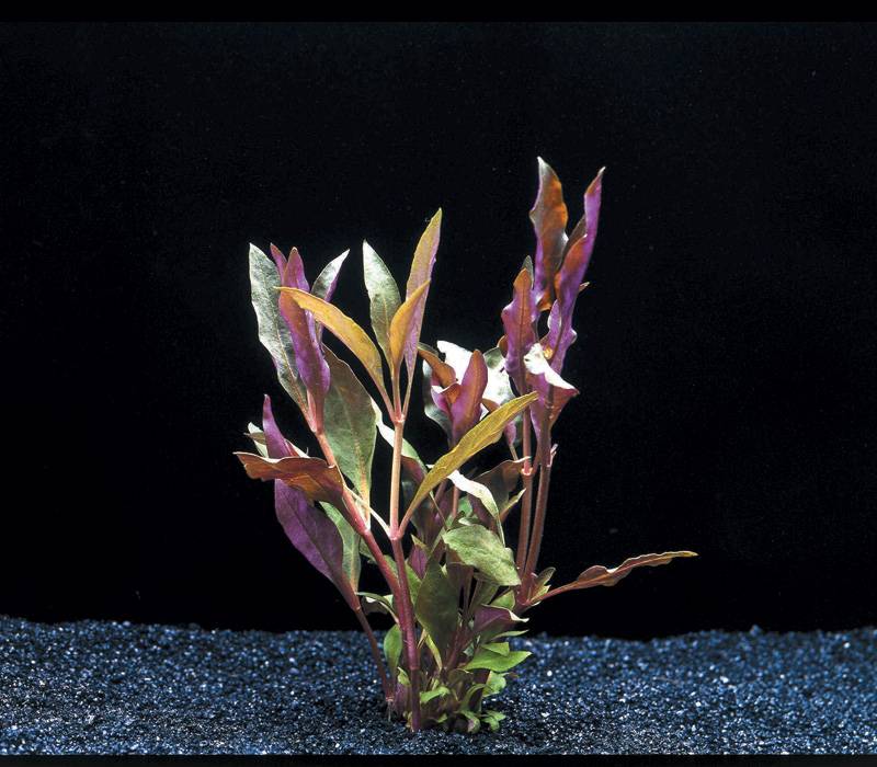 Aquariumplant Alternanthera cardinalis, Dieprode Plant.