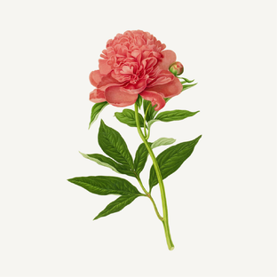 Panier des Sens Radiant Peony Facebar 100GR