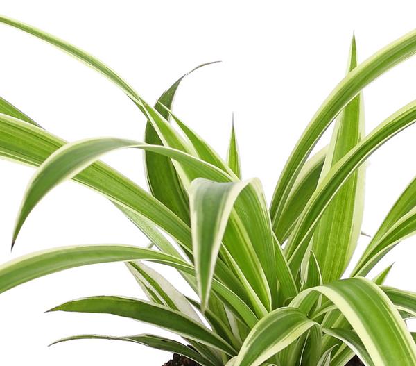 Grünlilie - Chlorophytum comosum 'Ocean'