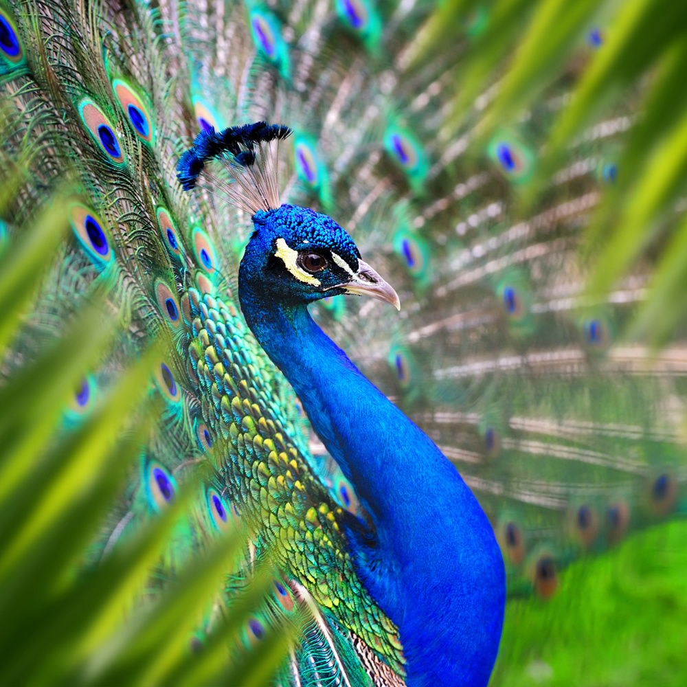 Akustikbild ELEGANTER PFAU 80x80cm, 5kg