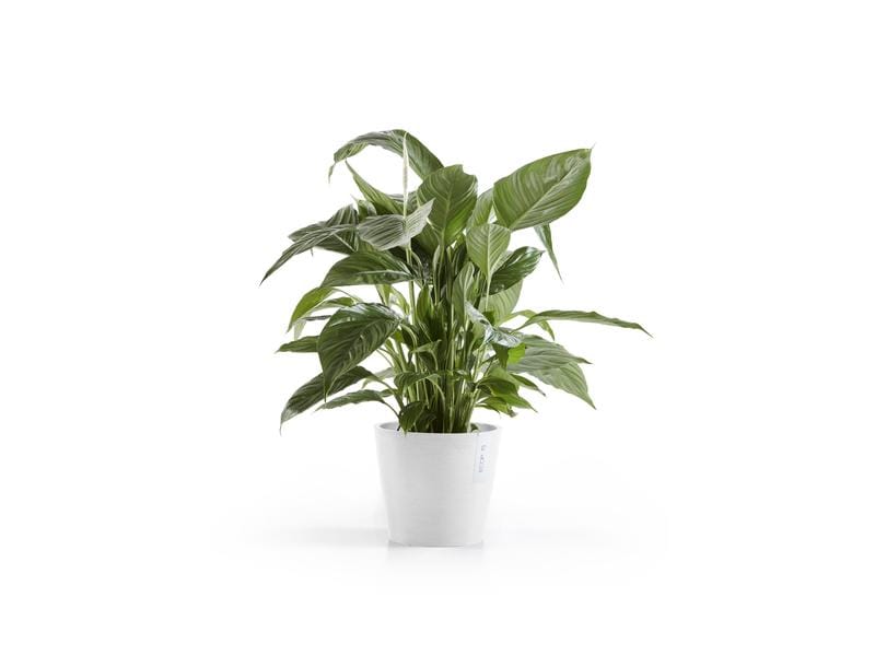 Ecopots Pflanzentopf Amsterdam 20, Weiss Robuster und langlebiger Blumentopf