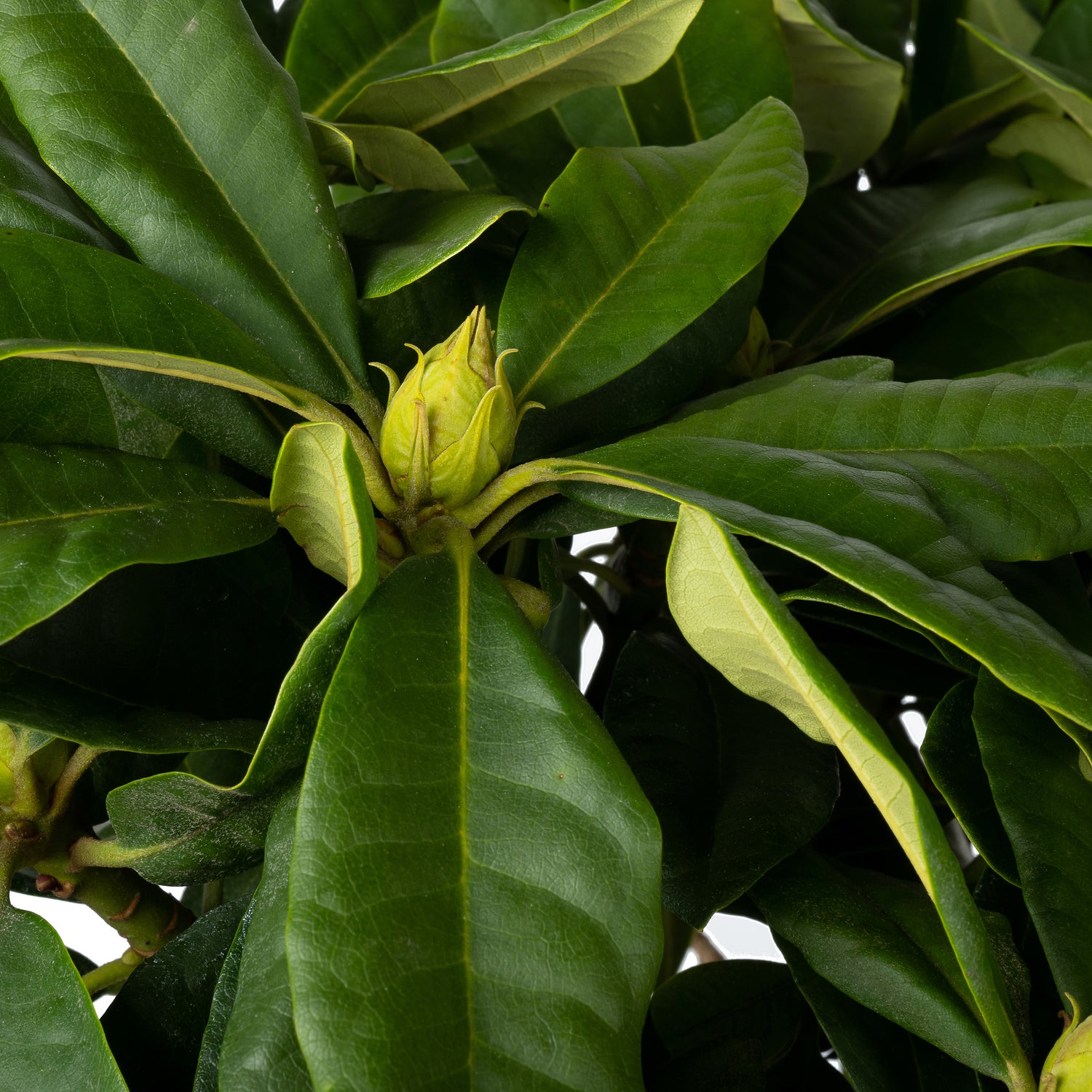 Rhododendron (Rhododendron 'Black Widow') D 23 H 40 cm