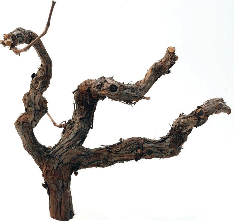 Decoratie tak Nathan naturel 35 cm