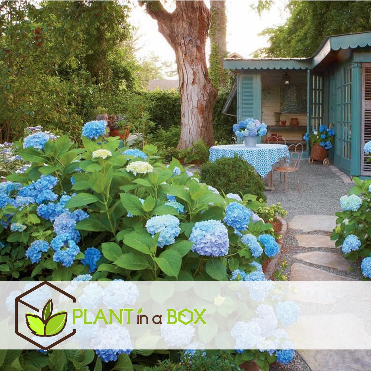Hydrangea macrophylla - bleu - set de 3 - hortensia - pot 9cm - hauteur 25-40cm