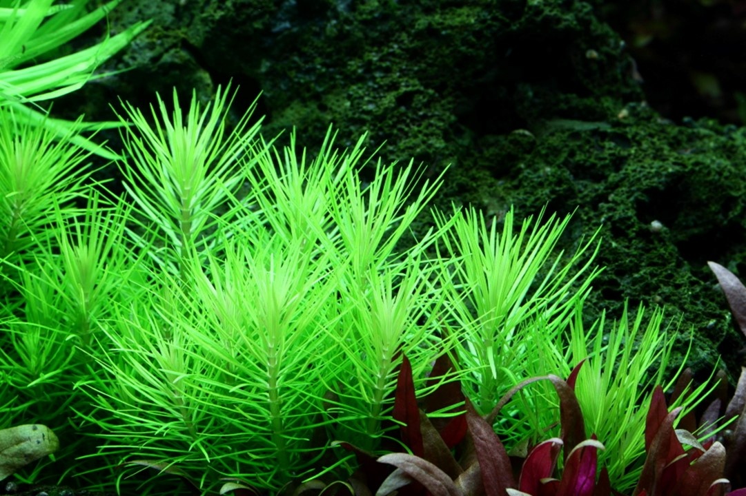 Waterplant Pogostemon Deccanensis