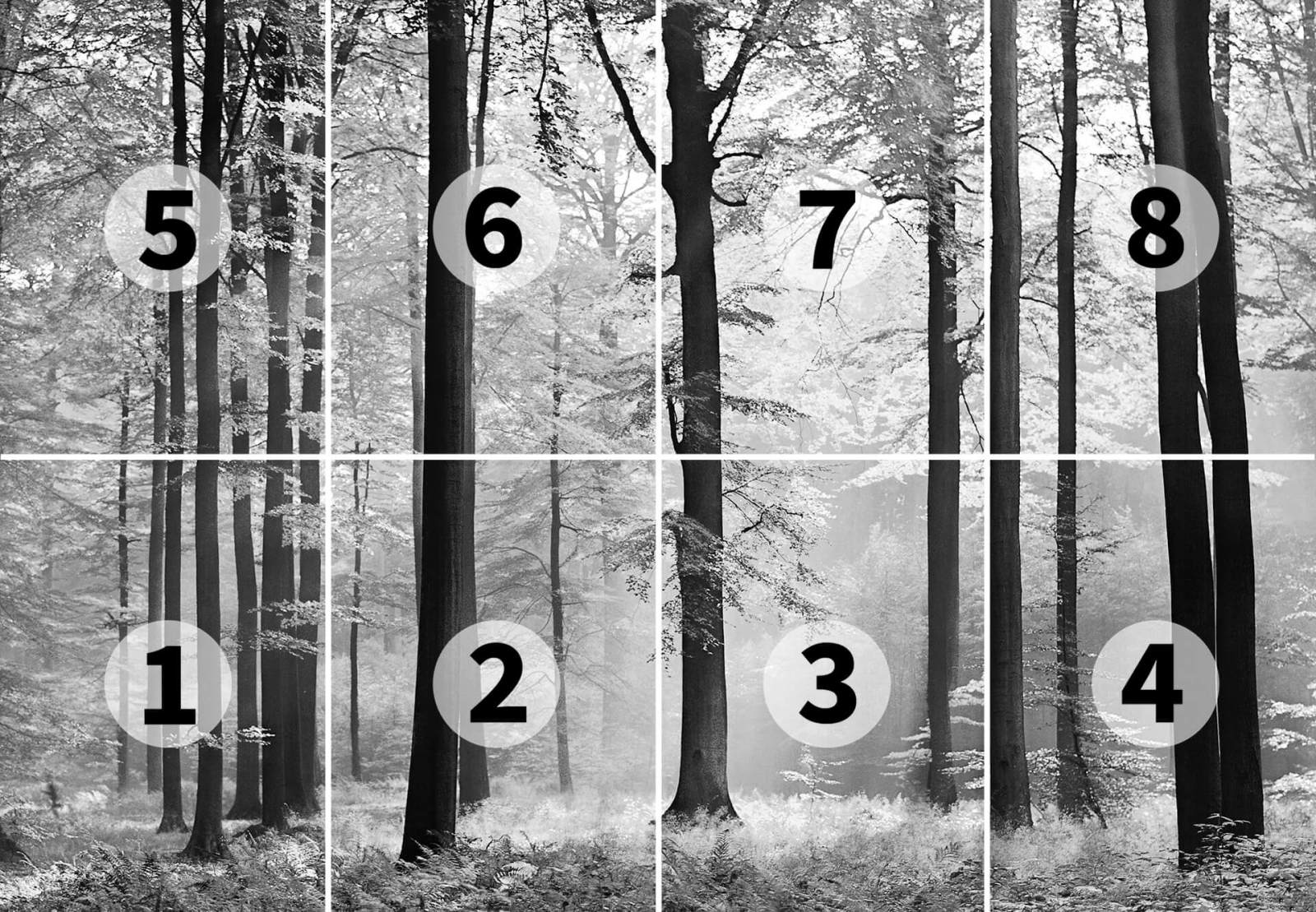 Fototapete DESIGNWALLS 2.0 - schwarz-weiß - Wald - 2,5 Meter