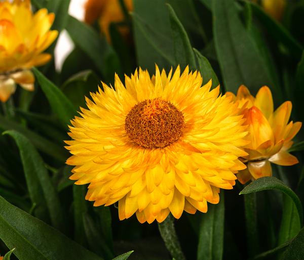 Strohblume, gelb