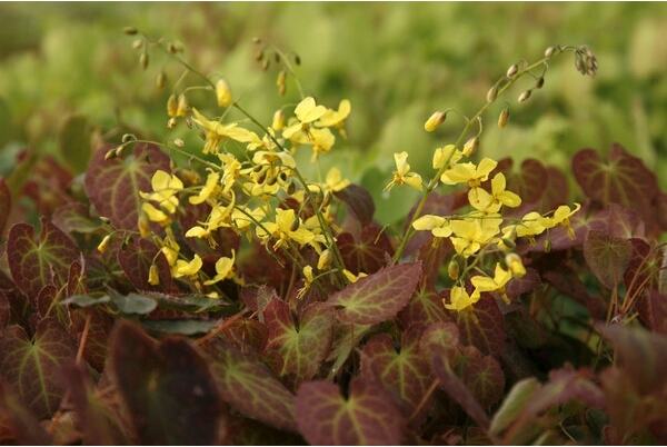 Elfenbloem (Epimedium perralchicum 'Frohnleiten') D 9 H 10 cm