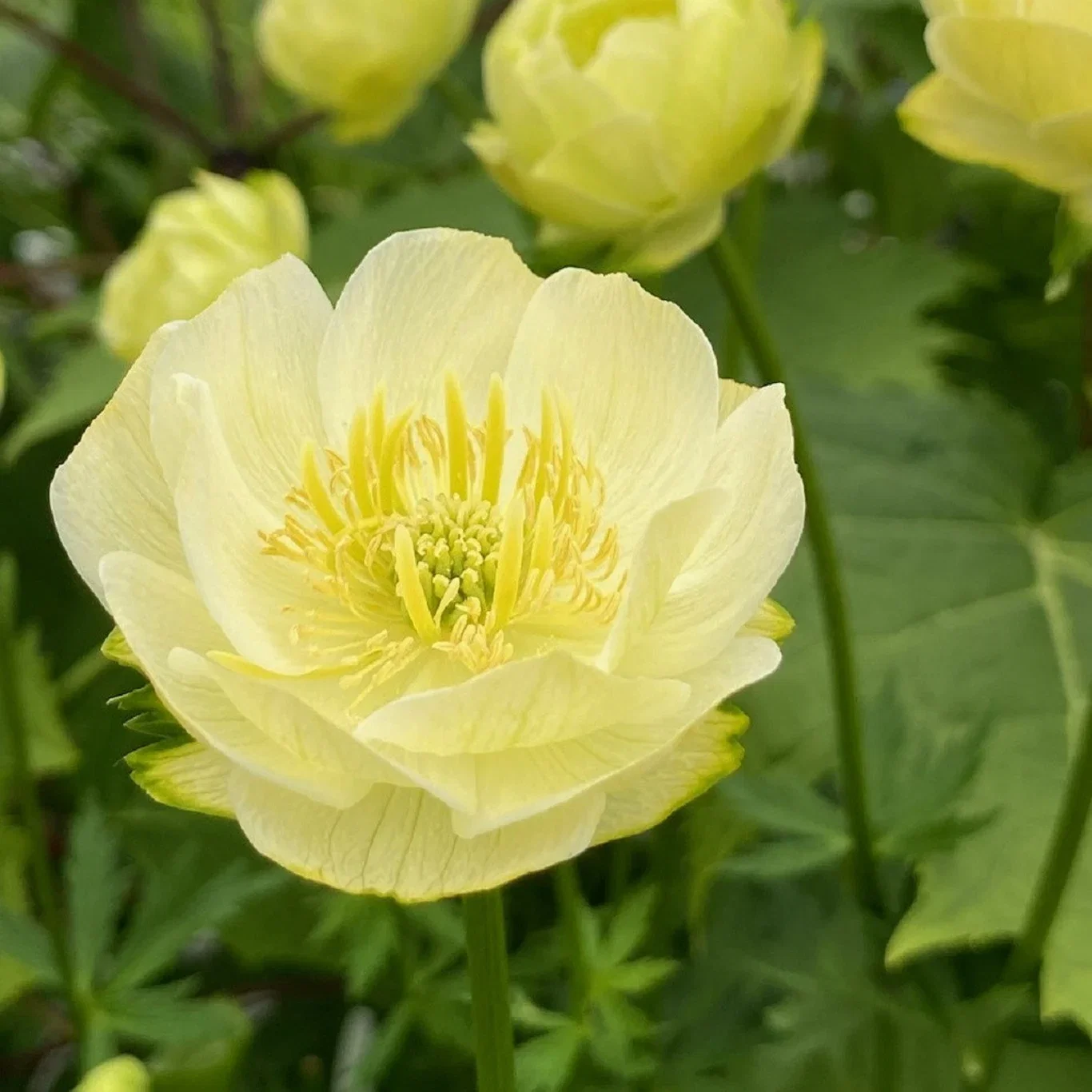 Trollius x culturum 'Full moon' Ballblom 'Full Moon' Ø19 cm