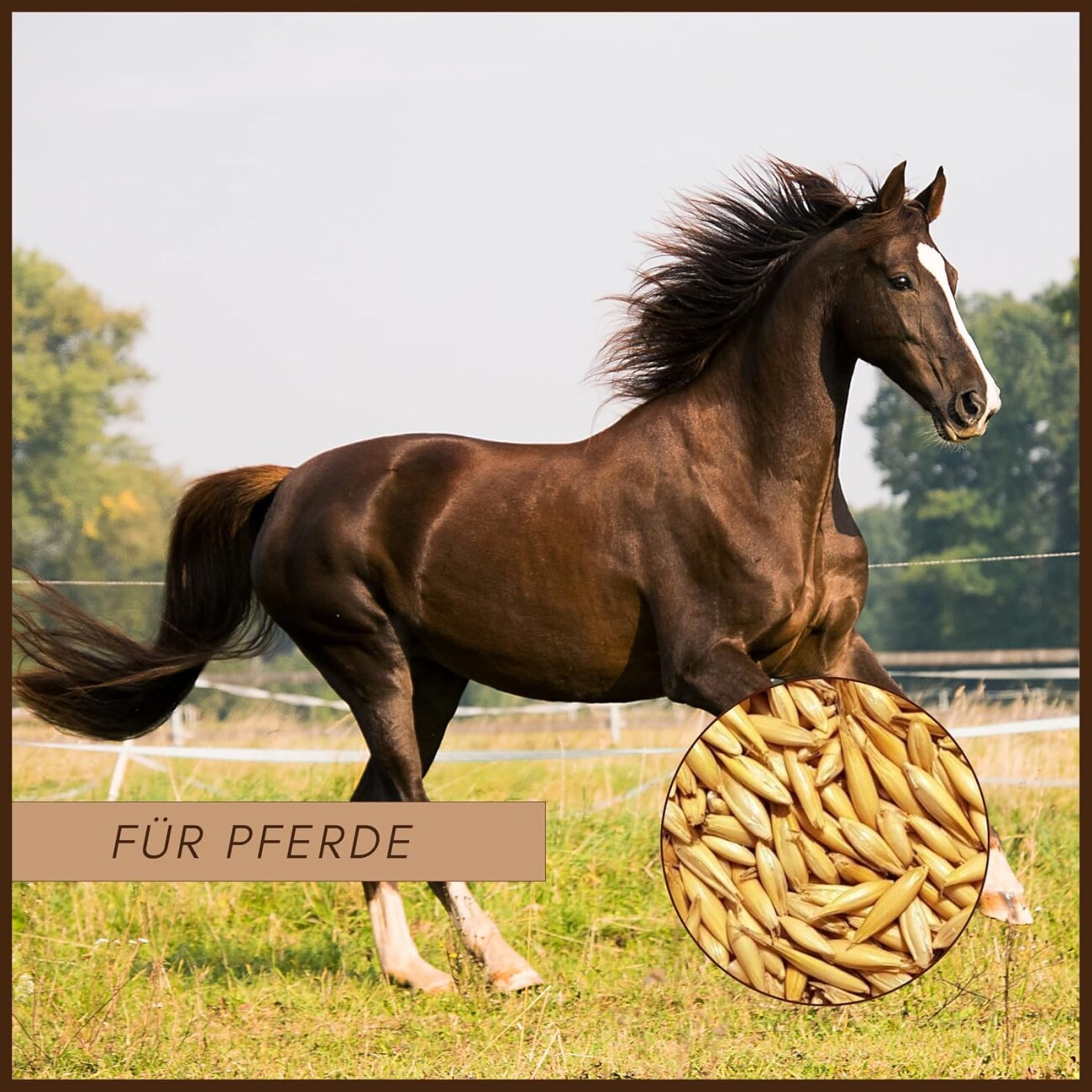 Supravit Hafer ganz - Frischer gelber Futterhafer natürlich & ungeschält für Pferd und Pony | staubfrei & riecht gut I Hafer Energie & Kraftfutter Pferd 20 kg