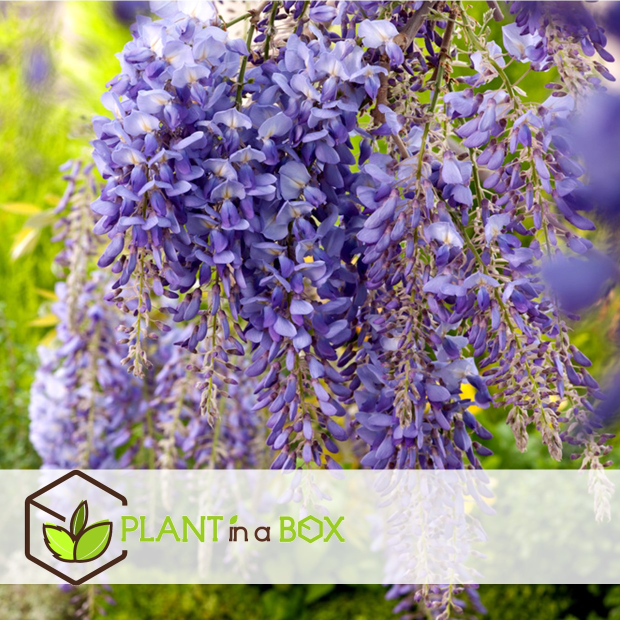 Wisteria sinensis - set de 6 - wisteria wisteria - pot 9cm - hauteur 25-40cm