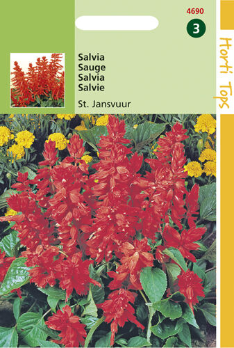 Hortitops Salvia st Jansvuur - Bloemzaden