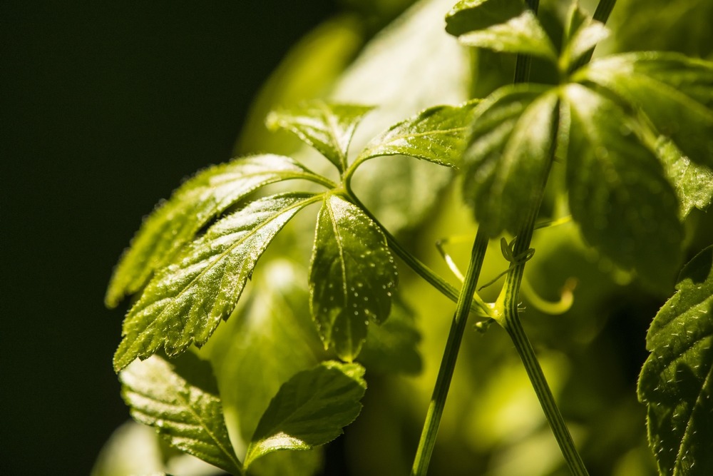 La plante de l’immortalité - 30 graines - gynostemma pentaphyllum