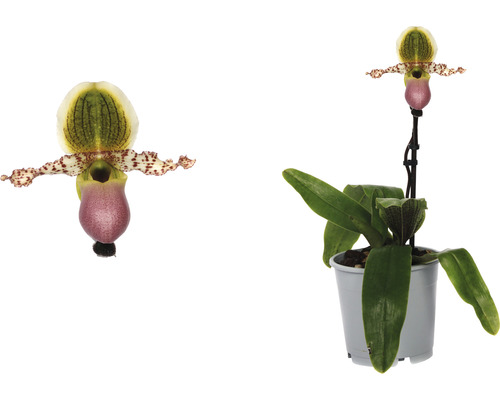 Venusschoentje, Vrouwenschoentje FloraSelf Paphiopedilum 'Pinocchio' H 30-35 cm Ø 12 cm pot 1 tak