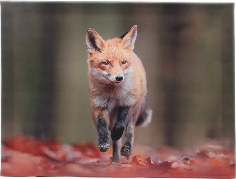 Farmwood Animals tuinschilderij Jotte vos 0,5 x 30 x 40 cm