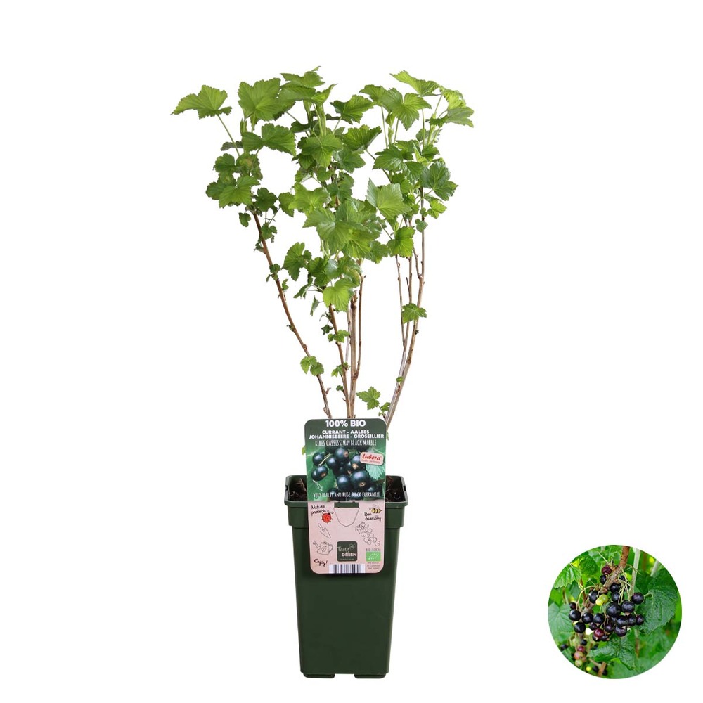 Ribes nigrum `black marble' – groseille – arbre fruitier – facile d'entretien - ⌀19 cm - ↕45-55 cm