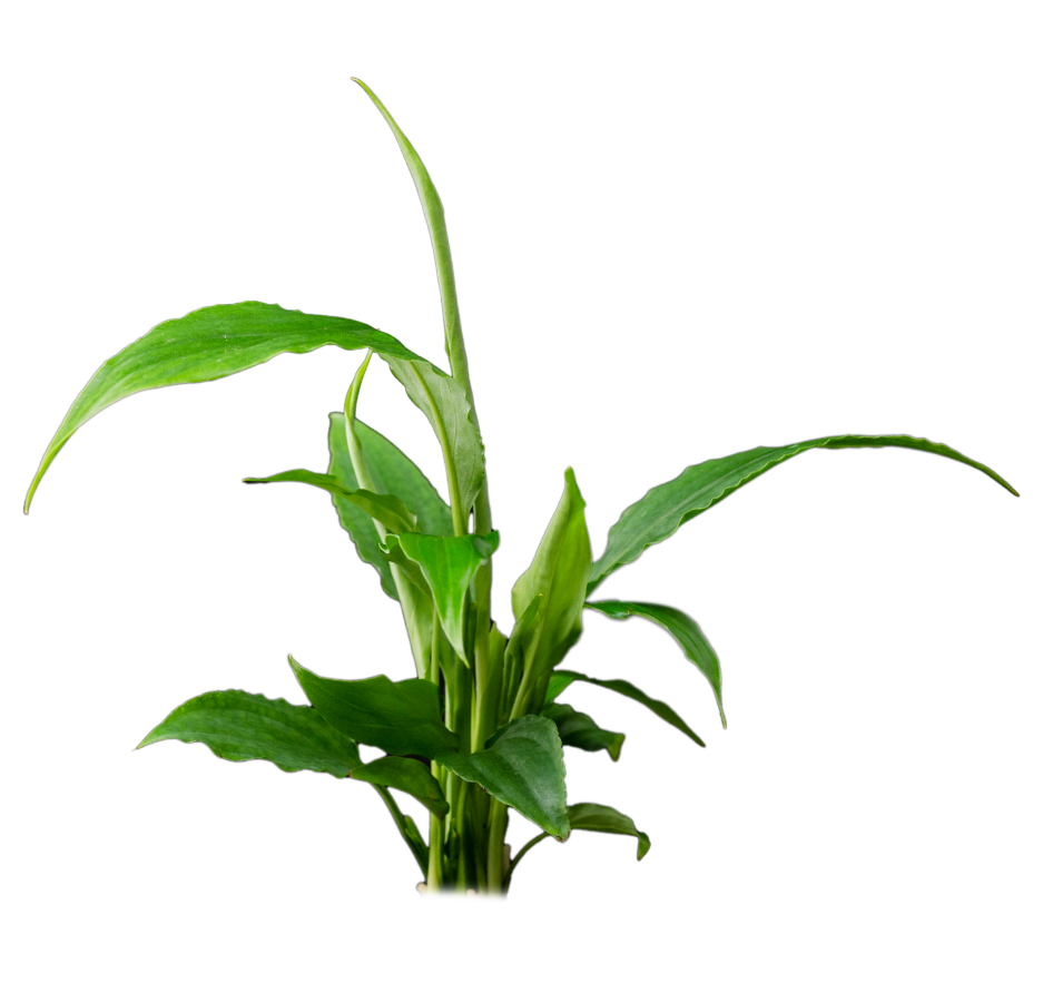 Waterplant Spathiphyllum Wallisii
