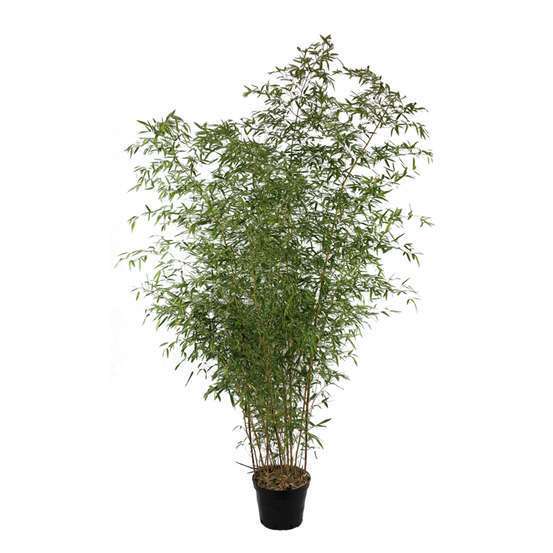 Bambou moyen phyllostachys aureosulcata 'Spectabilis' 150/200 :pot 20L