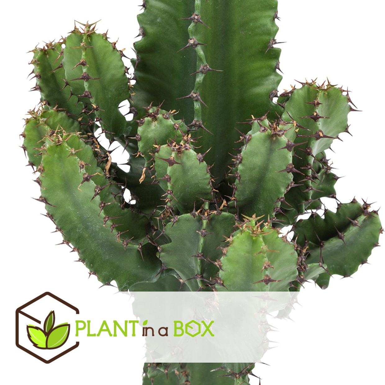 Euphorbia eritrea - set de 2 - cowboy cactus - pot 17cm - hauteur 50-60cm