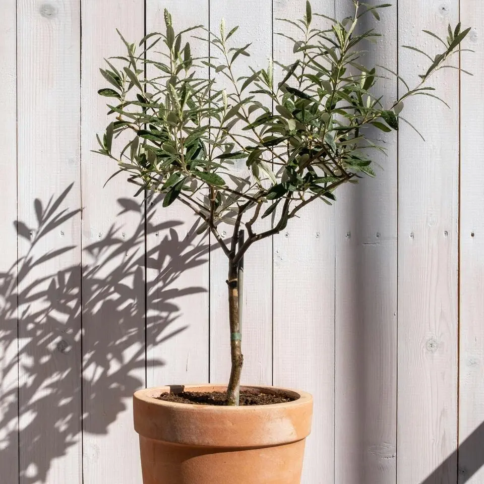 Olijfboom - Set van 2 - Olea europaea - Hoogte 50-60cm - ⌀14cm