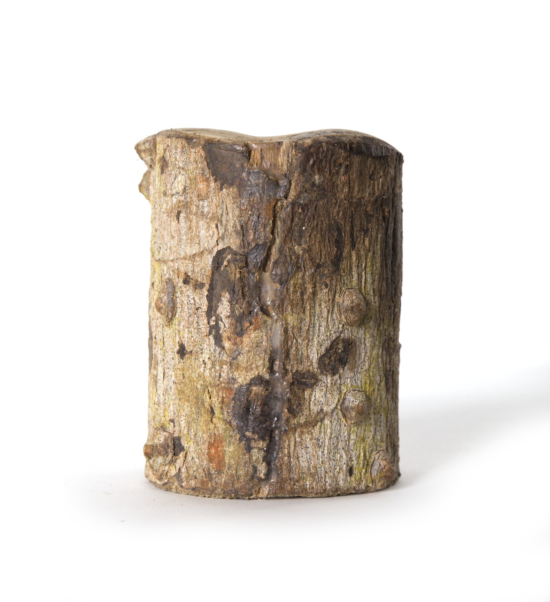 handgeschnitzte Eule in Holzstamm, Ø 10 cm, H 12 cm von fischer's lagerhaus
