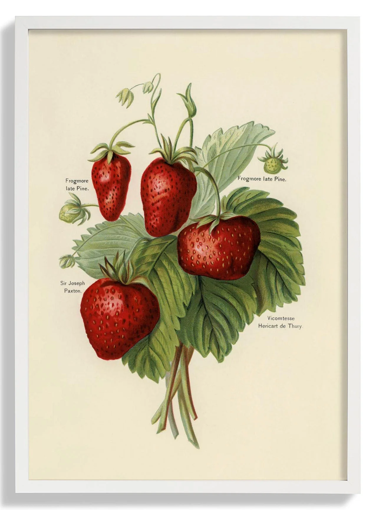 Frogmore Vicomtesse Erdbeeren Obst