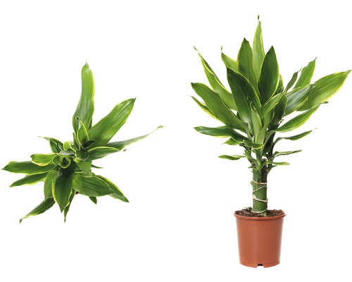 Drakenboom FloraSelf Dracaena fragrans 'Golden Coast' H 40-50 Ø 11 cm pot