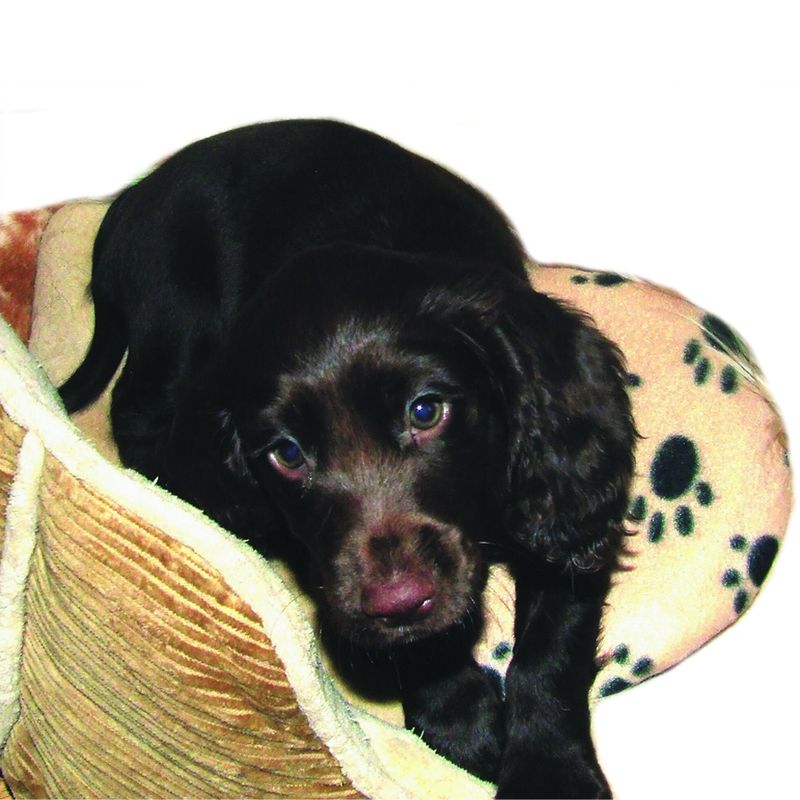 Lot coussin chauffant & housse en tissu SnuggleSafe à prix discount sur bitiba.fr