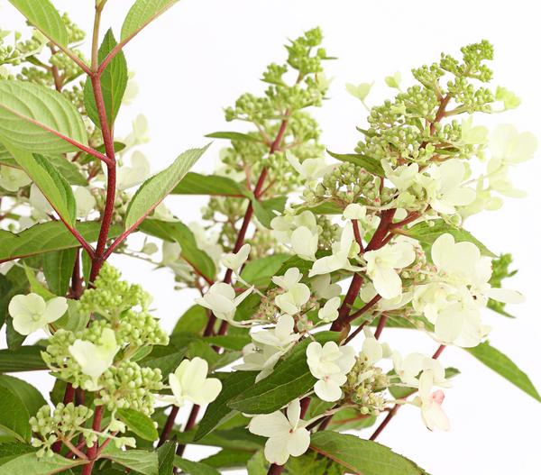 Rispen-Hortensie 'Pinky Winky'