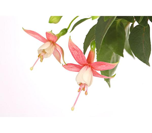 Fuchsie, Stämmchen, verschiedene Sorten