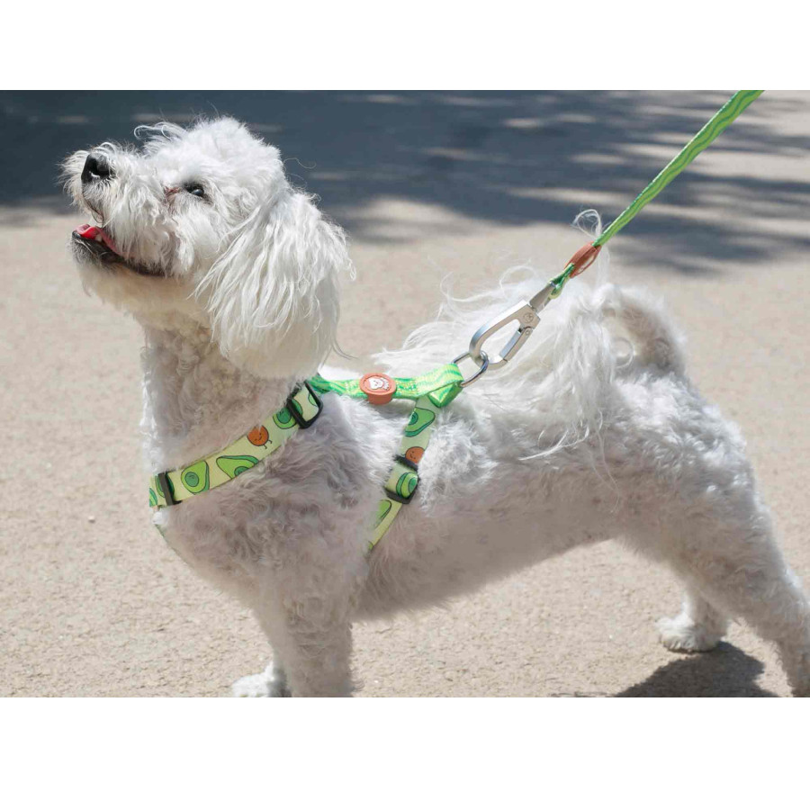 Coleira Dukier Classic com Estampa de Abacate para Cães
