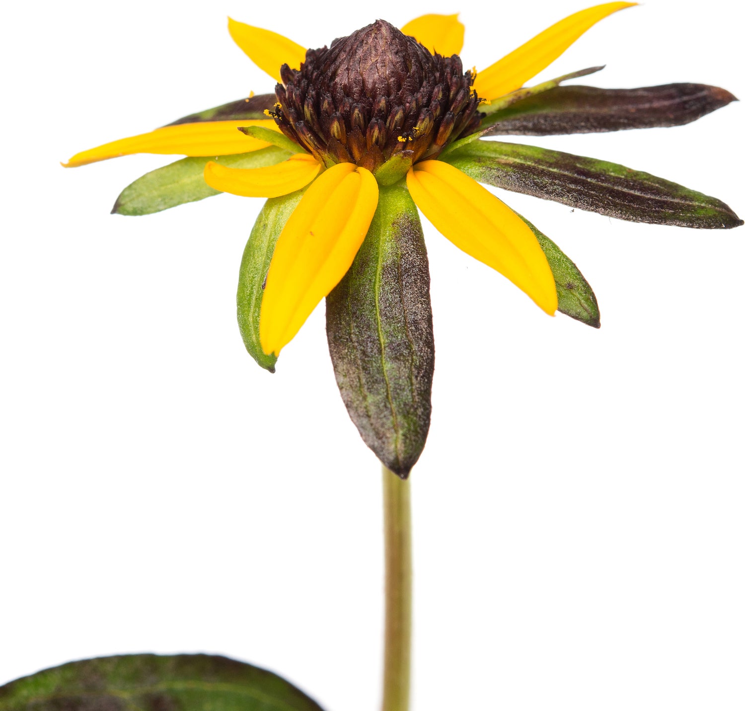 Zonnehoed (Rudbeckia fulgida 'Little Goldstar') D 11 H 10 cm