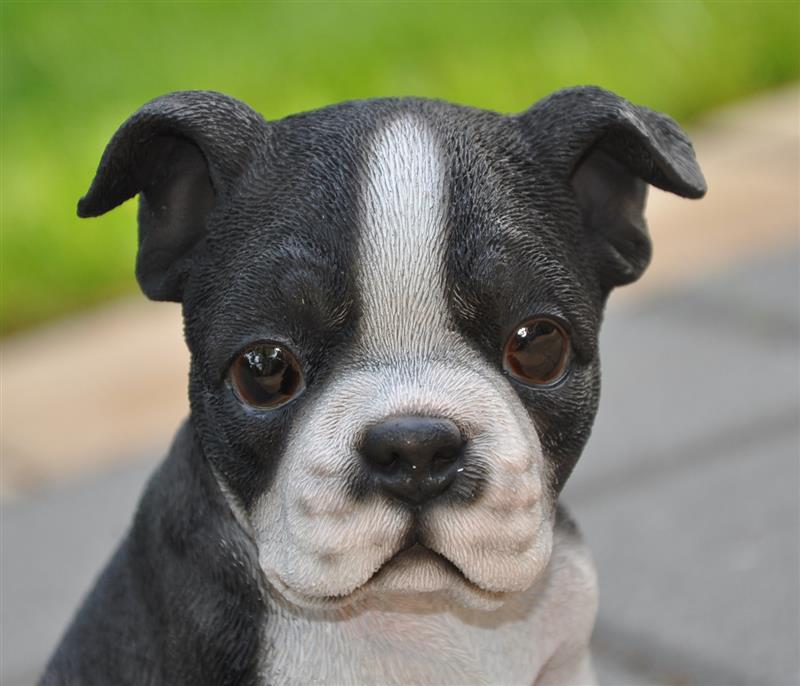 Dazikemo Dekofigur Gartenfigur Boston Terrier