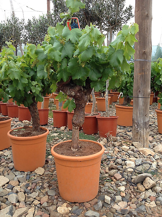 Vigne à raisin Vitis Vinifera h.200 cm