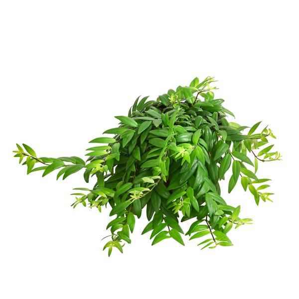 Schamblume - Aeschynanthus japhrolepis