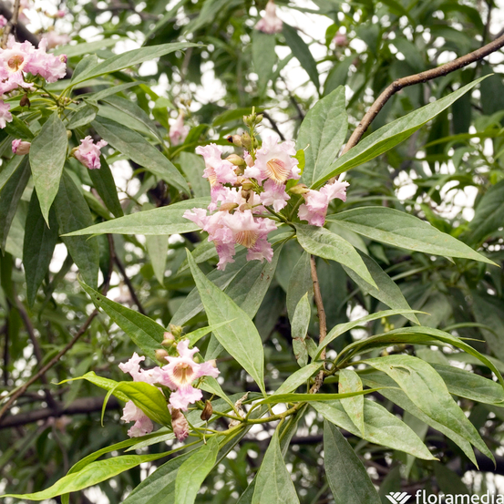 Chitalpa - Baliveau - Pot 15L