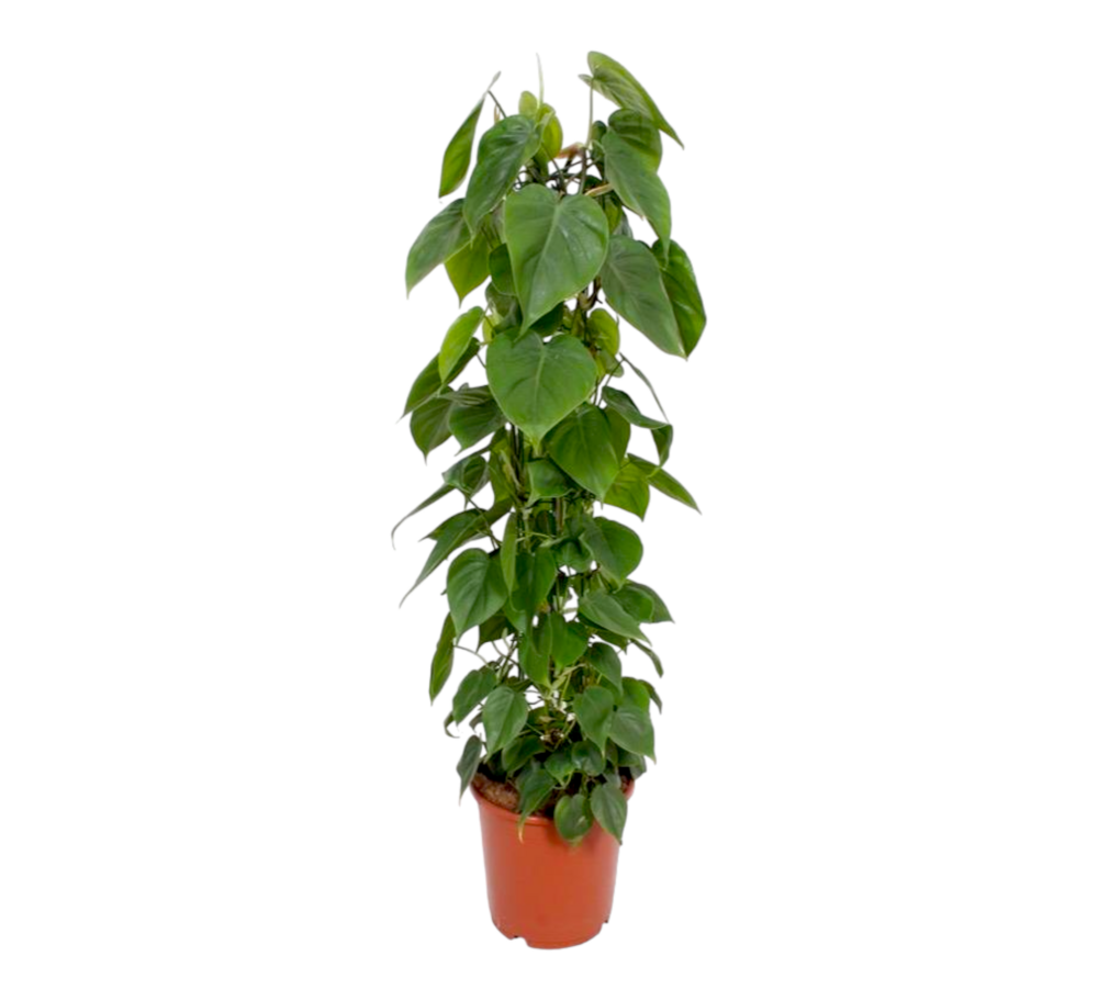 Plante d'intérieur - philodendron scandens h120cm 120cm