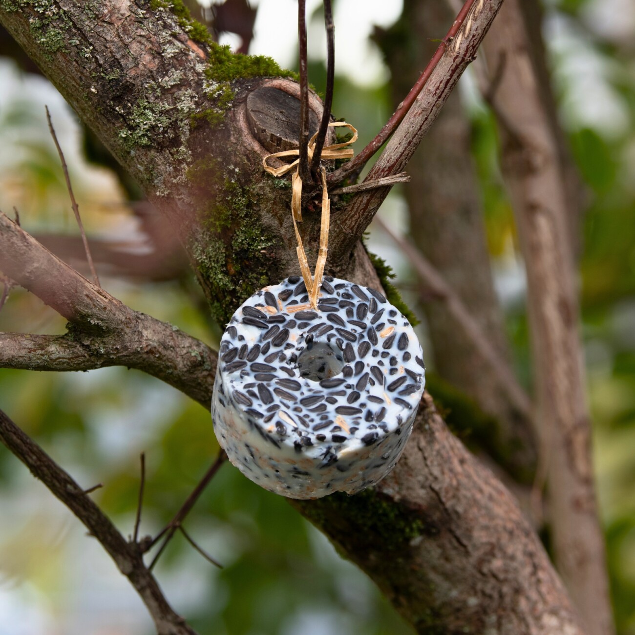 Lyra Pet Riesenring mit Sonnenblumenkernen