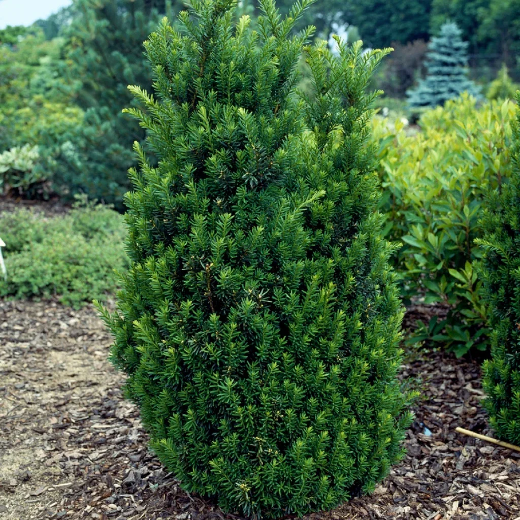Taxus x media 'Hillii' Hybridbarlind 'Hillii' Ø23 cm