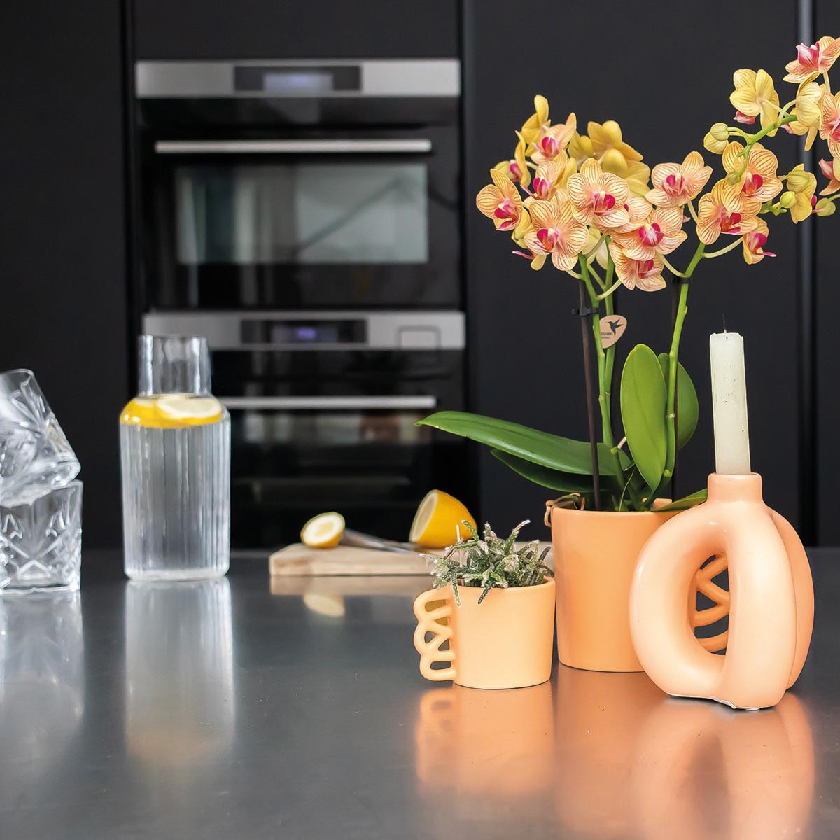 Plante d'intérieur - orchidée phalaenopsis orange et son cache pot pêche – h35cm, ø9cm - plante d'intérieur fleurie 35cm