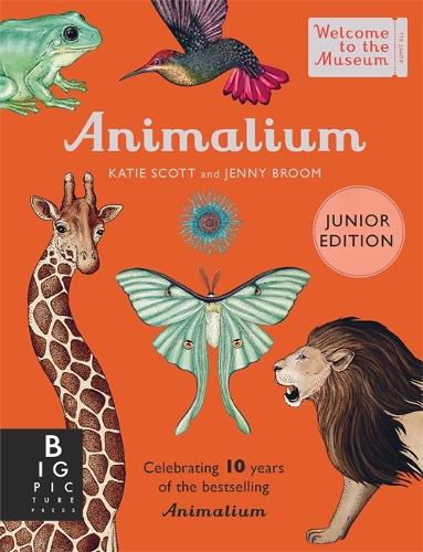 Animalium (Junior Edition) - Welcome To The Museum (Hardback)